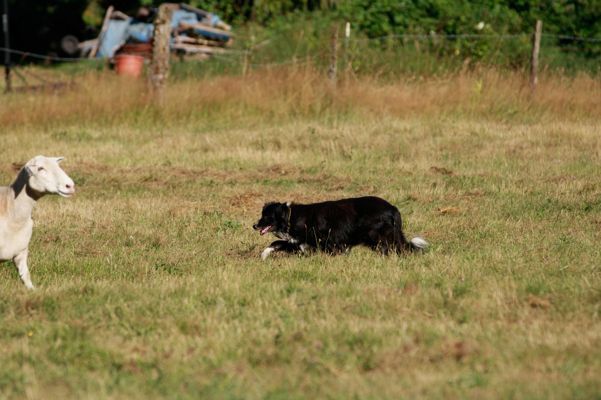 Dog working sheep