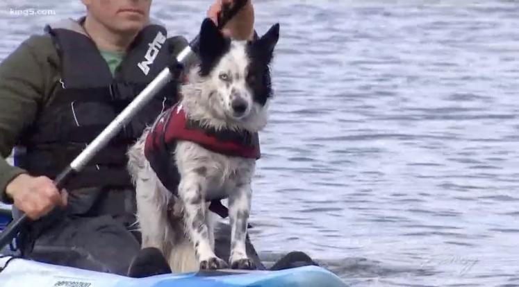 King 5 Evening News story about Wingin It Goose Control
