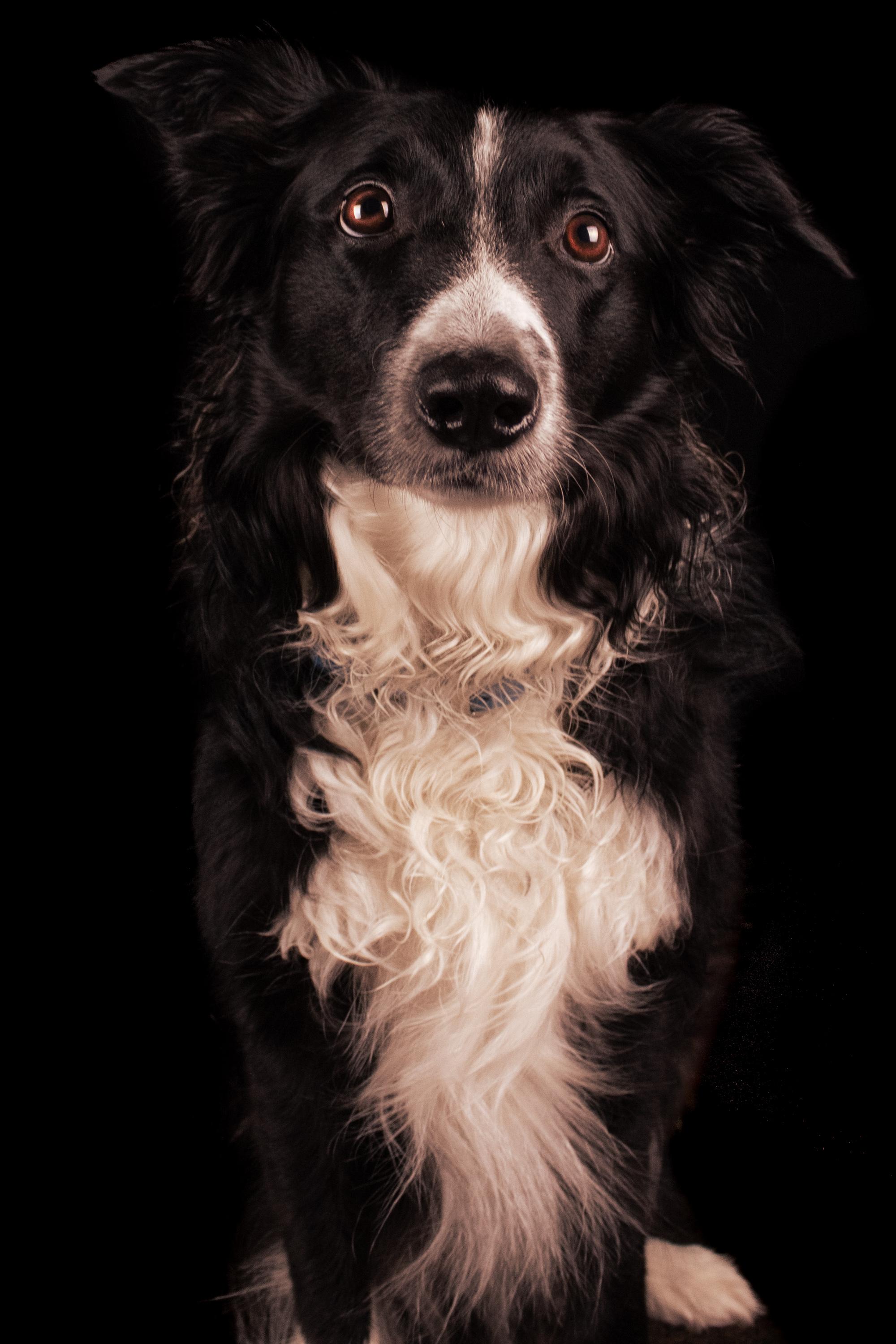 Luna the border collie