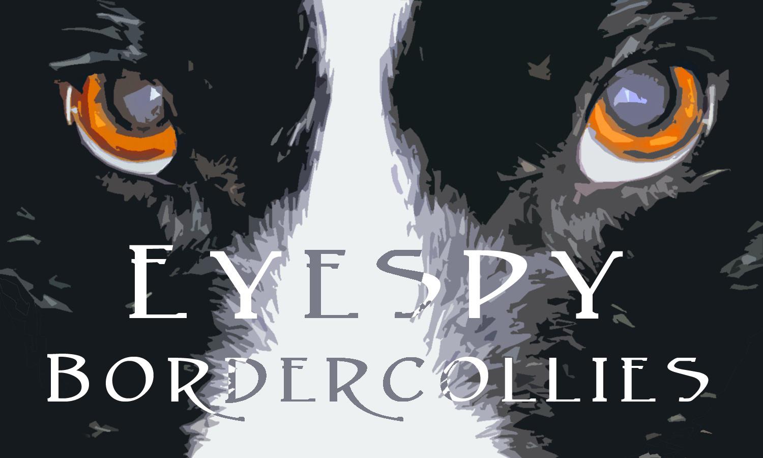 Eye Spy Border Collies