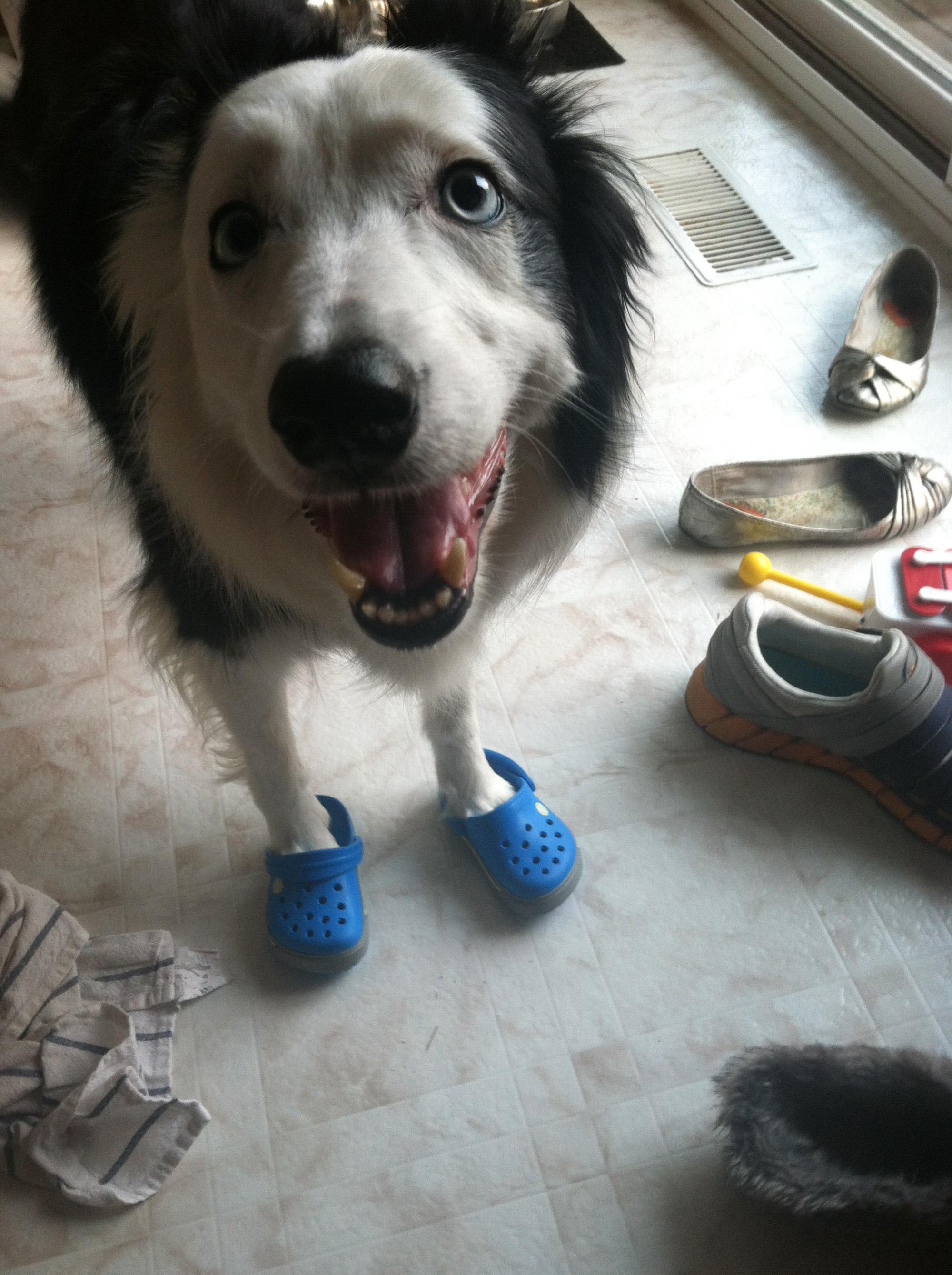 Casey the border collie wearing a pair of blue croc sandals 