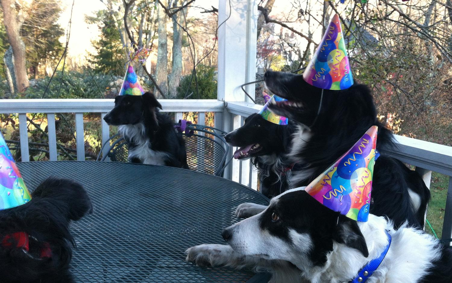 Border collies having a birthday party