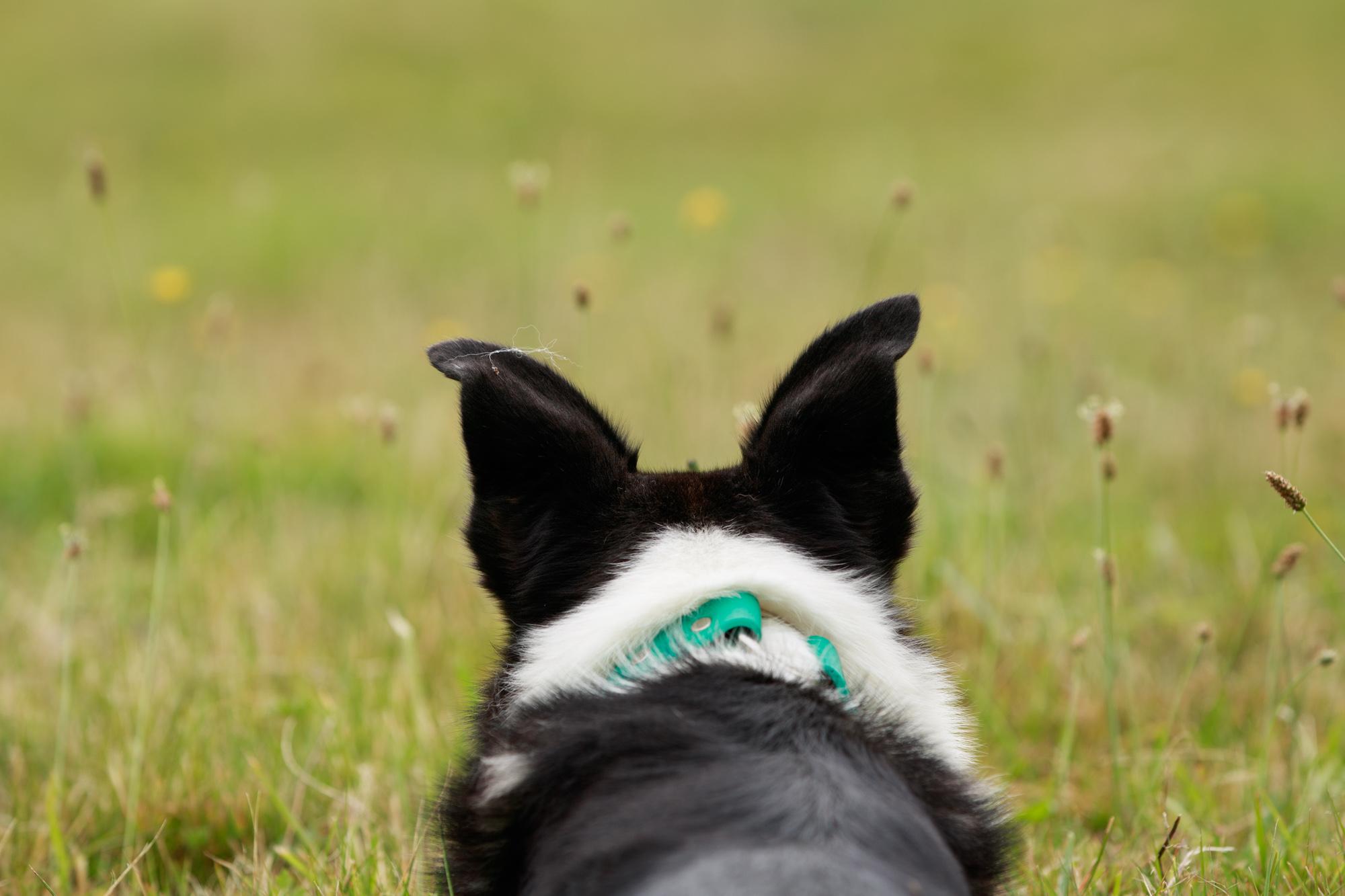 Close-up of the back of a dogs head, ears raised looking out at green pasture.
