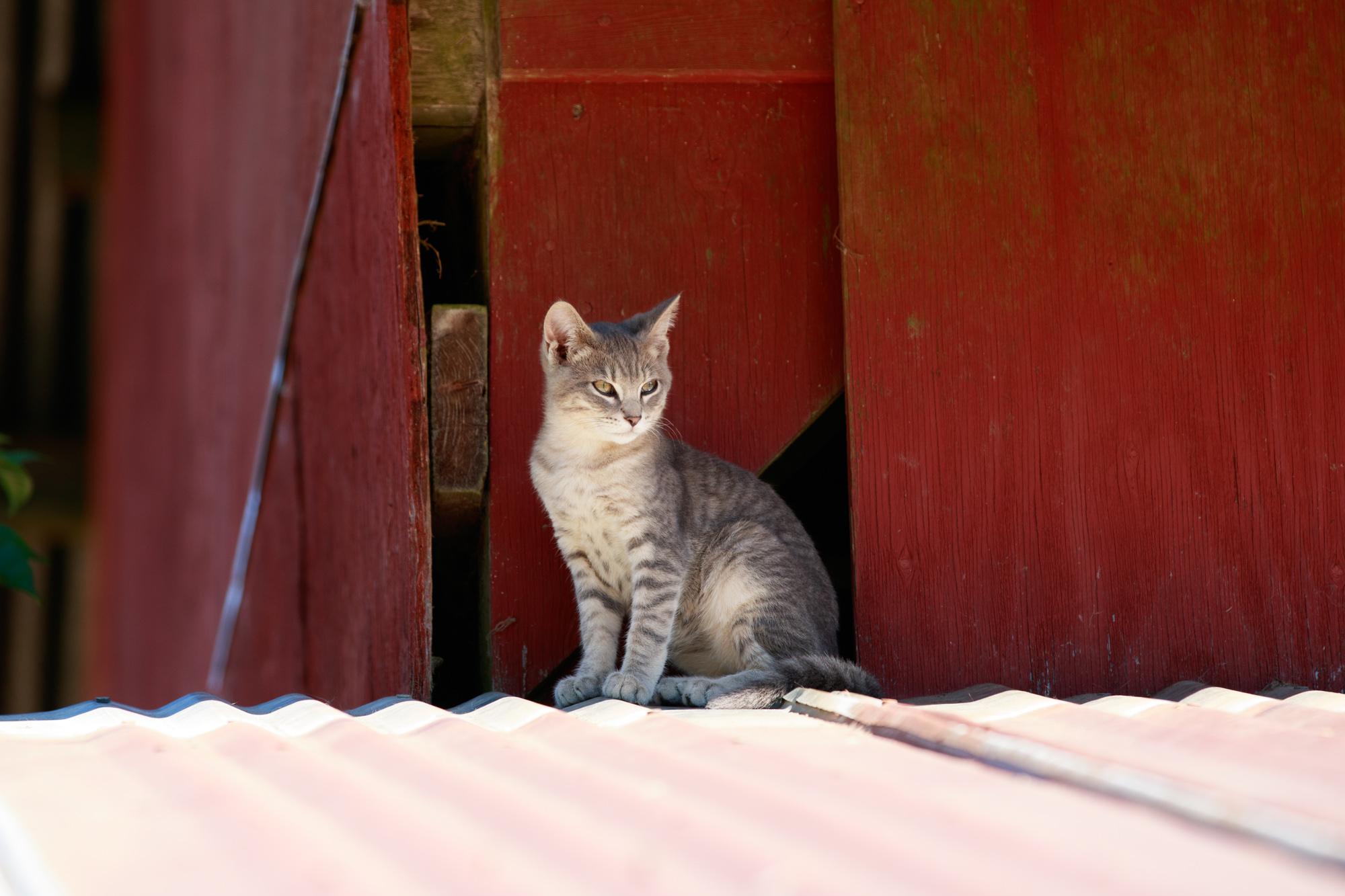 Gray cat sitting on the barn roof