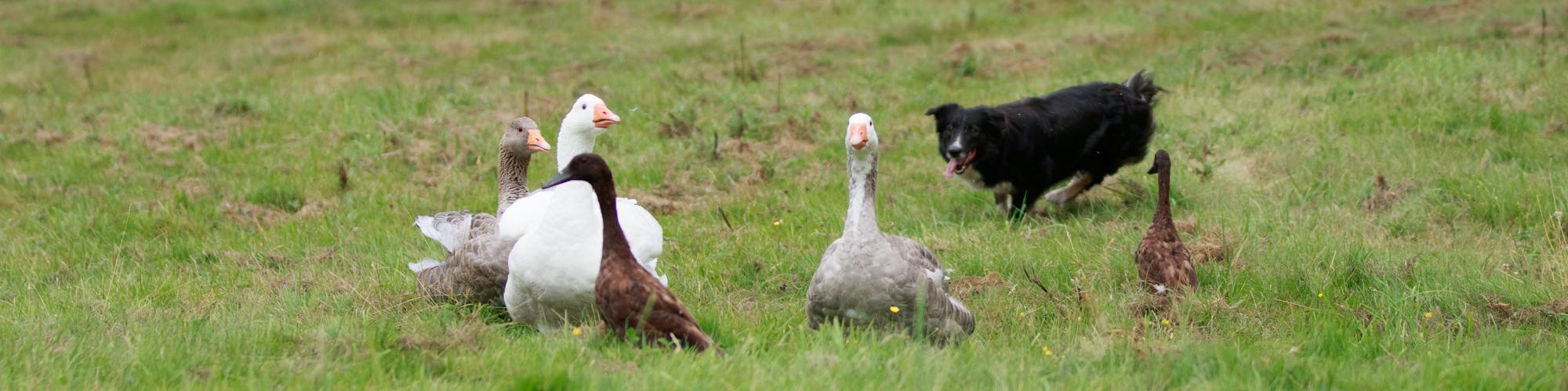 Reba herding ducks and geese