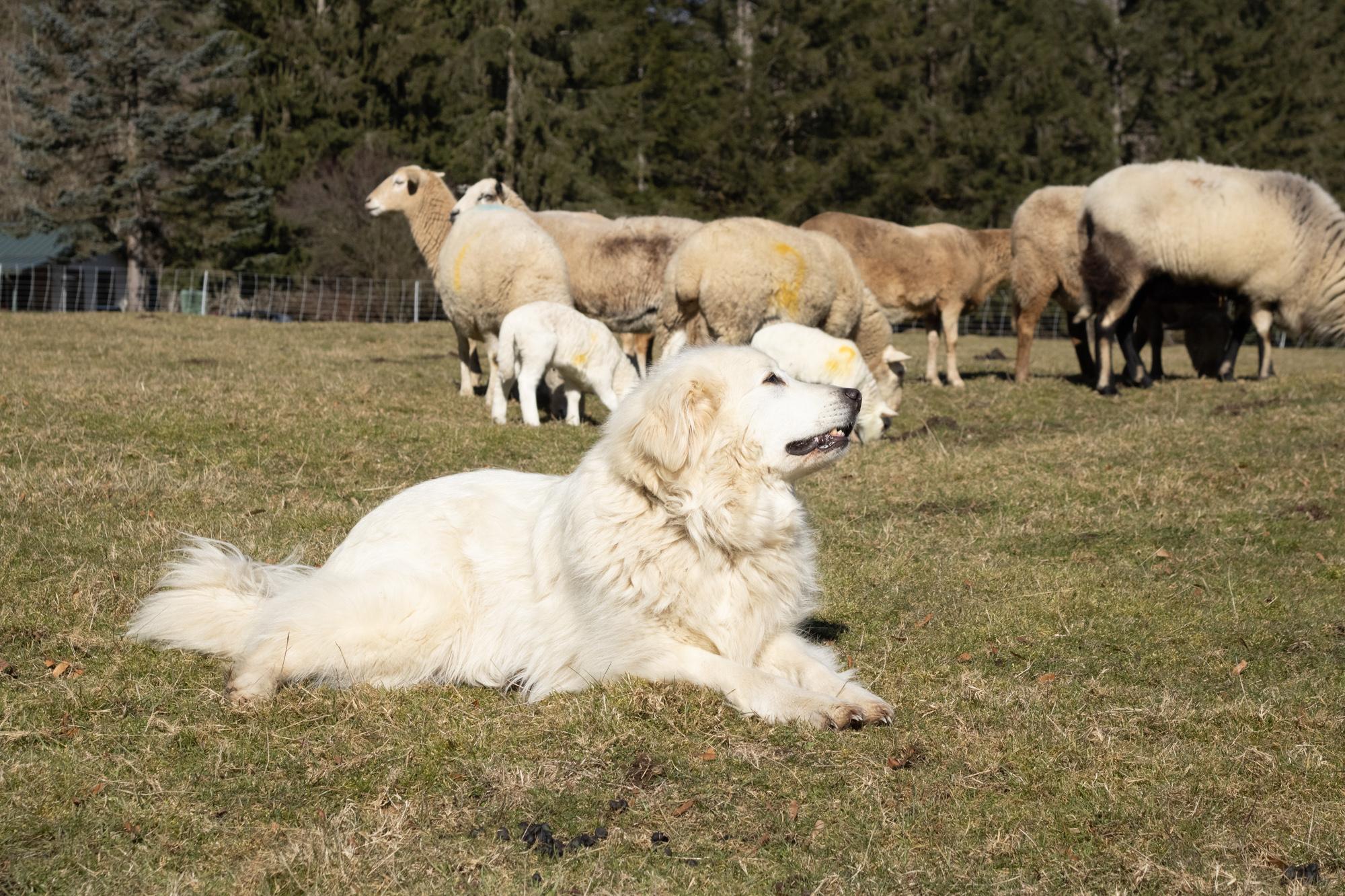Calamity Jane lying in pasture with sheep