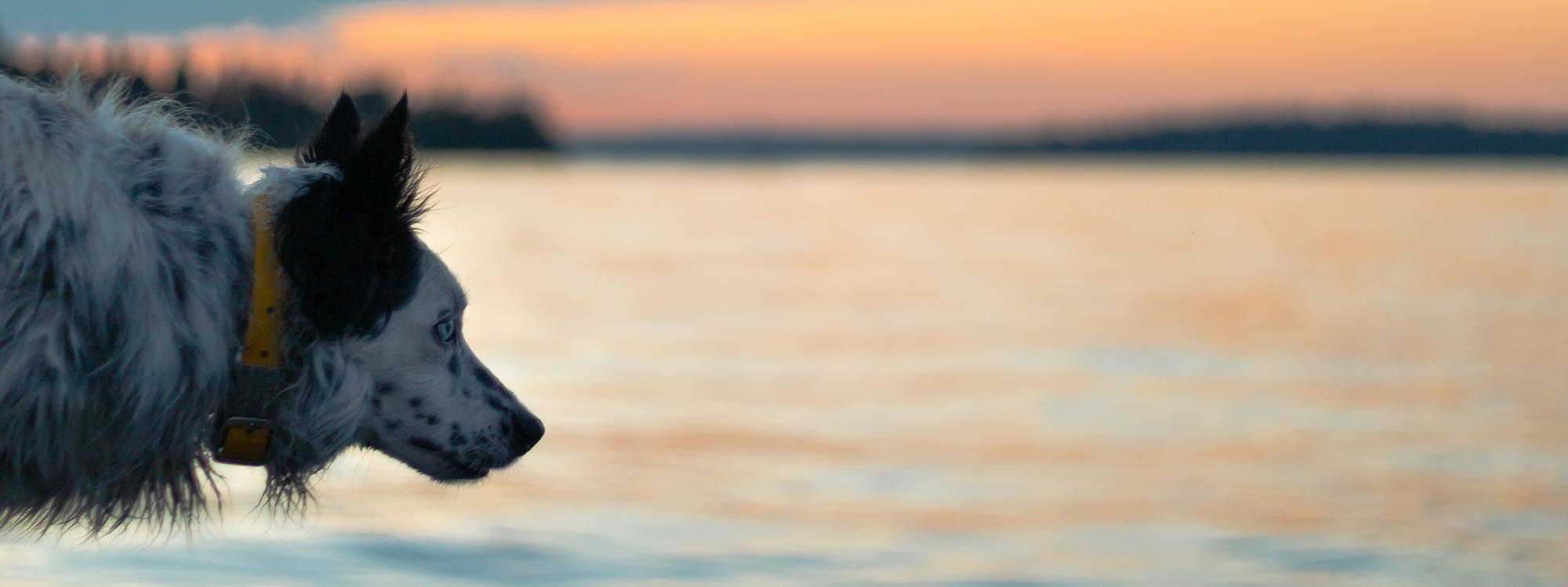 Goose control dog "Mink" looks out at Lake Washington