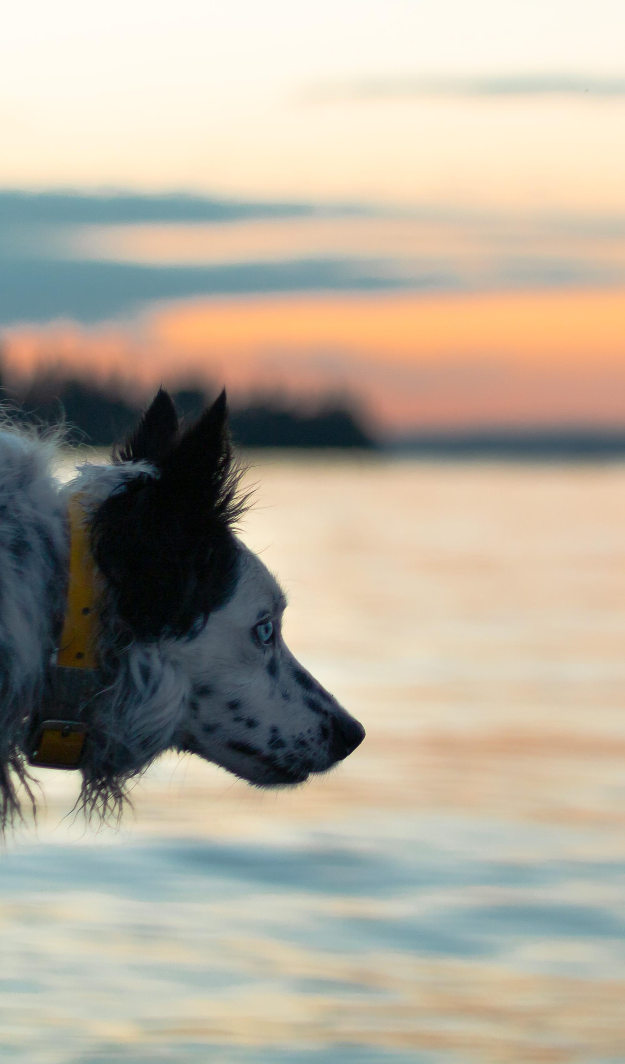 Goose control dog "Mink" looks out at Lake Washington