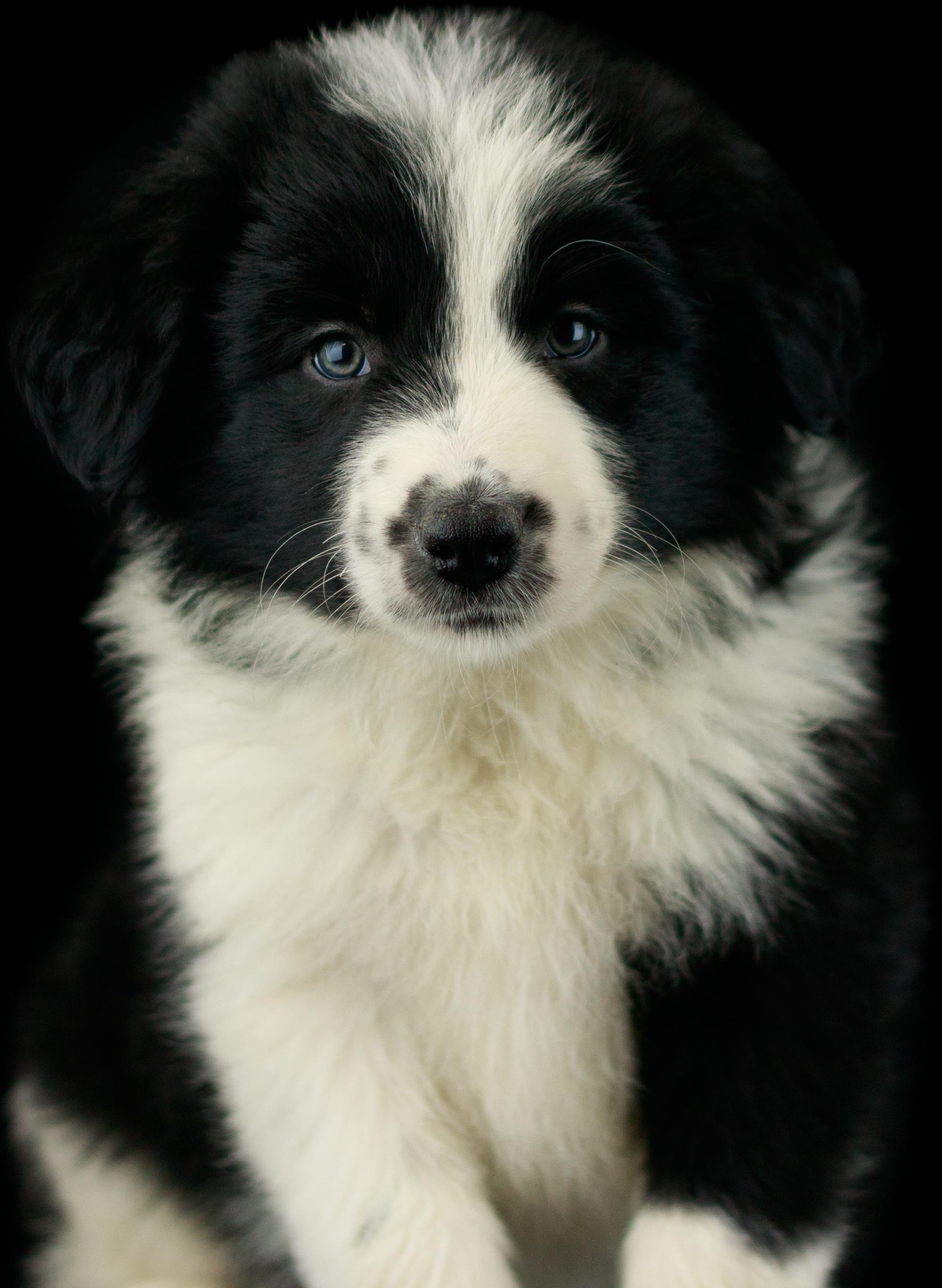 A black and white rough coat eight week old border collie puppy